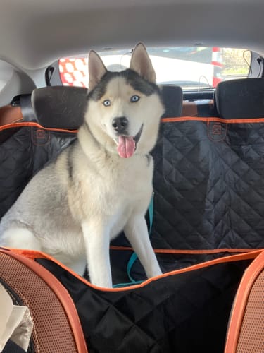 Ein Kunde zeigt seinen Hund, einen Husky-Mischling mit blauen Augen, nach dem DNA-Rassetest.