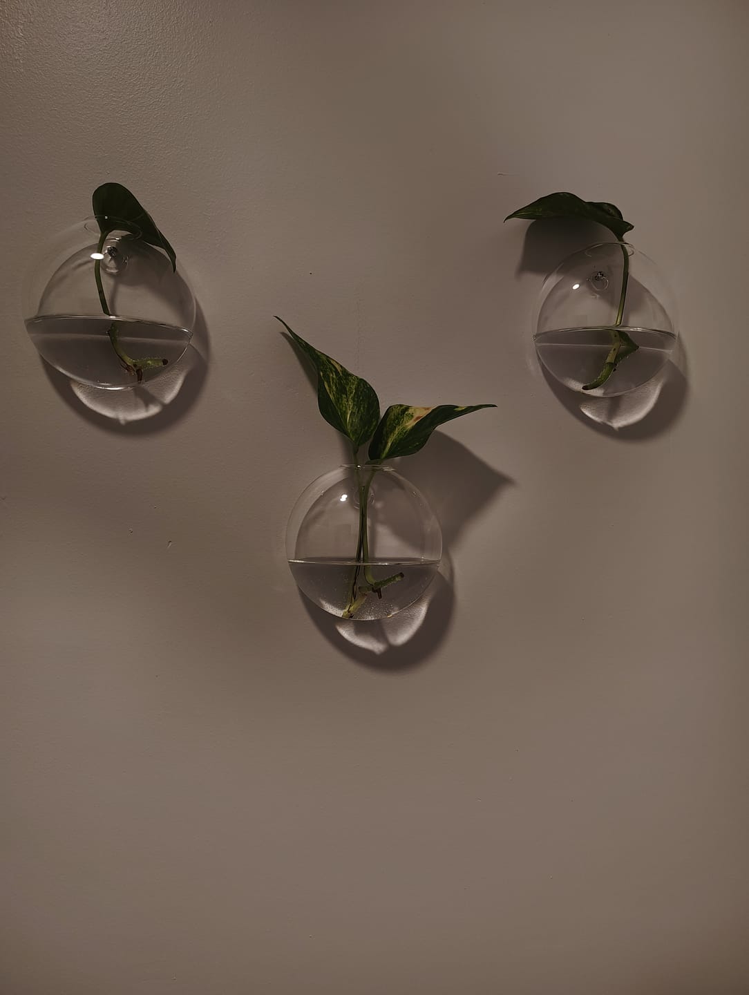 Customer photo review of Golden Pothos Cuttings - Easy Care Gift Houseplant - Low Light Indoor Plants - Green Hanging Vines Pothos Plant - Office Plants