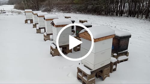 Customer video review of BeeCastle Logo Free Wax Dipped 10 Frame Unassembled Brood Deep Boxes,Premium Cedar Wood Bee Boxes with Pine Wooden Frame and Beeswax Plastic Foundation for Elevated Beekeeping.