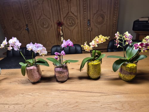 Ein Kunde zeigt eine Sammlung von vier verschiedenen Orchideen, einschließlich der Sorte Donauwelle, auf einem Holztisch.