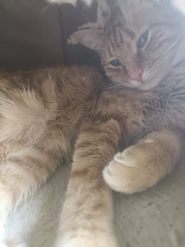 Customer photo review of Fit Litter