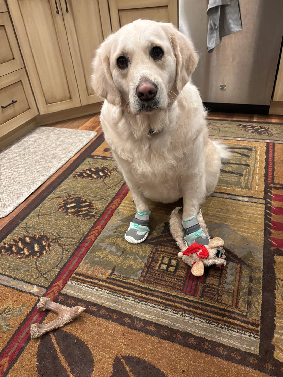 Customer photo review of Hot Pavement Pawtector Dog Shoes - Teal