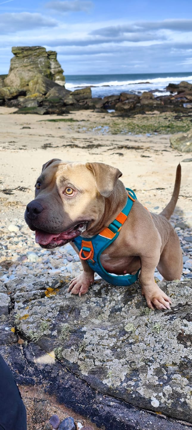 Customer photo review of Anti Pull Hurricane Harness Lighter | With Handle - Turquoise X Orange