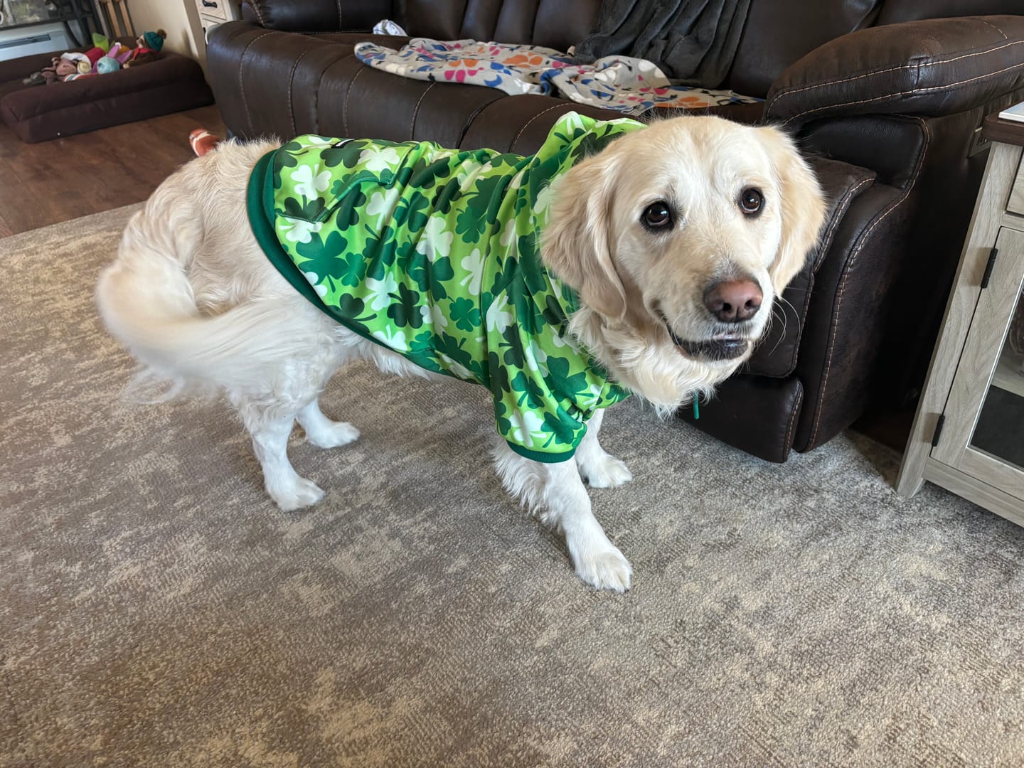 Customer photo review of St. Paddy's Dog Hoodies (Limited Edition)