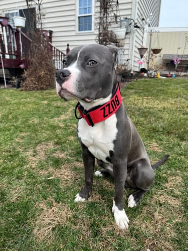 Customer photo review of Red Bully Proof Collar