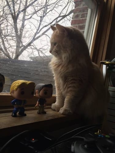 Customer photo review of 6x Blisso Advanced Cat Probiotic