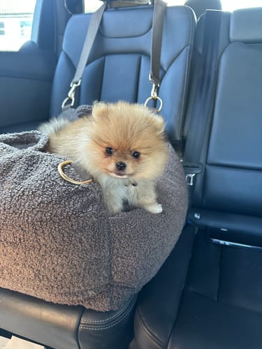 Customer photo review of Chocolate | The Cosy Car Seat