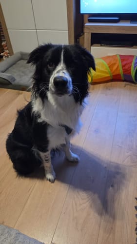 Der Border Collie eines Kunden sitzt nach der Einnahme von Relax Time ruhig auf dem Holzboden.