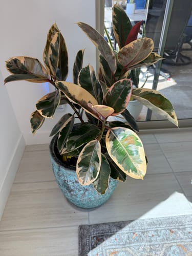 Customer's large variegated rubber plant in a decorative blue pot indoors.