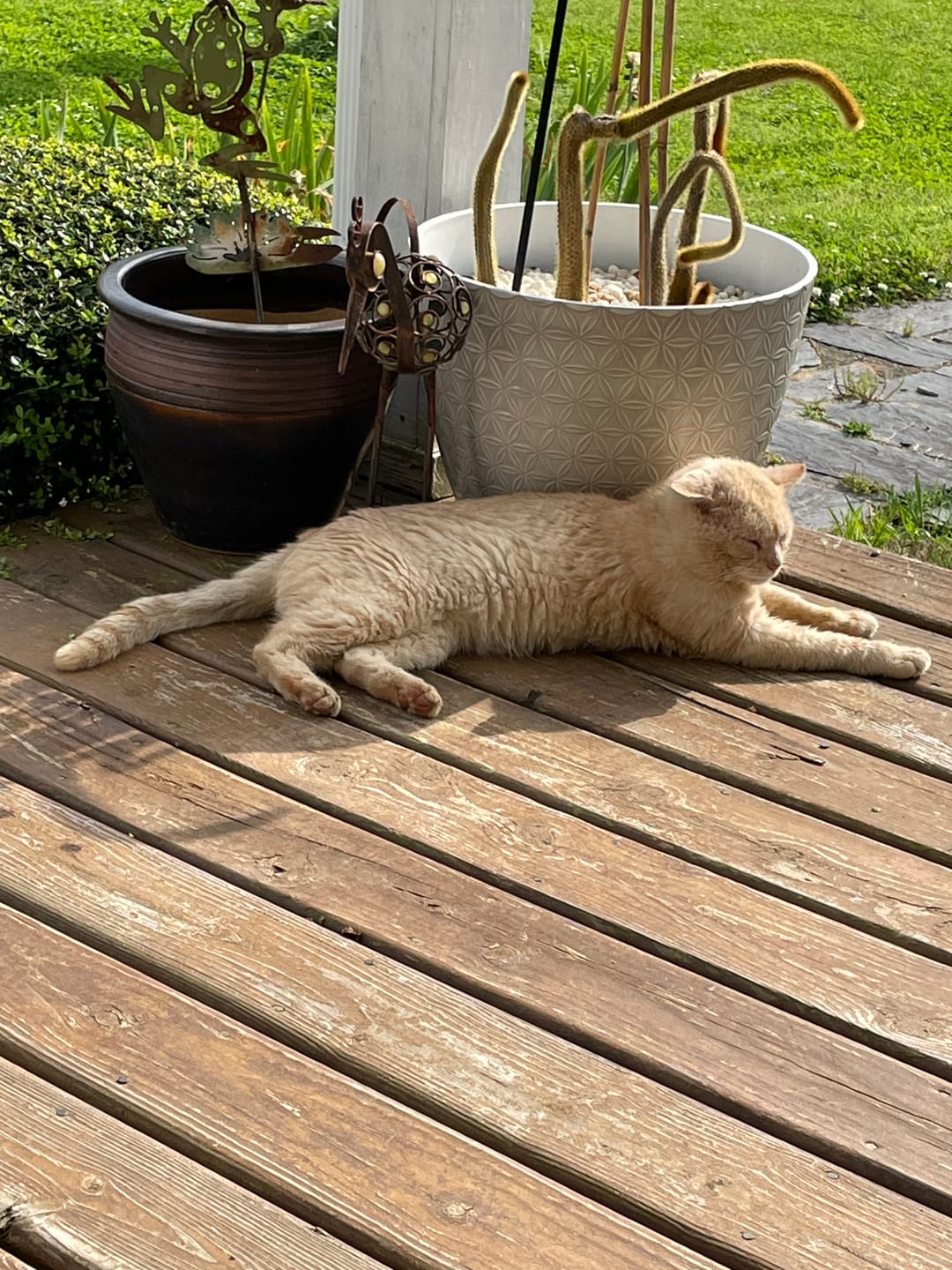 Customer photo review of Cat Cold, Sneezing & Respiratory Support Remedy