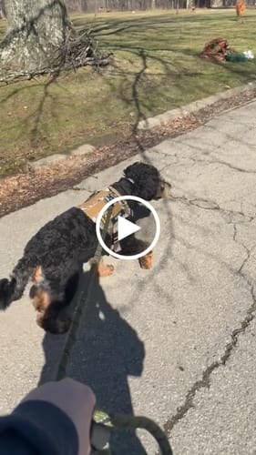 Customer video review of NEW Upgraded Tactical No-Pull Team K9™ Dog Harness with 4 Quick-Release Metal Buckles, Reinforced Front & Back V-Rings, Hook & Loop Panels, Adjustable Straps, Reflective Strips, & Top Handle