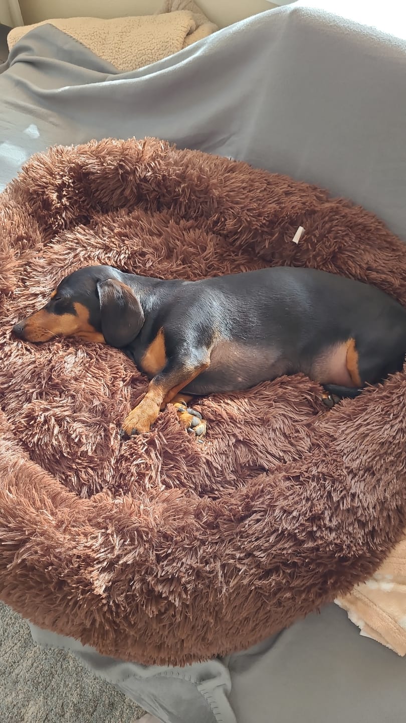 Customer photo review of Pet Perfect Fluffy Donut Hondenmand - Rond - Wasbaar