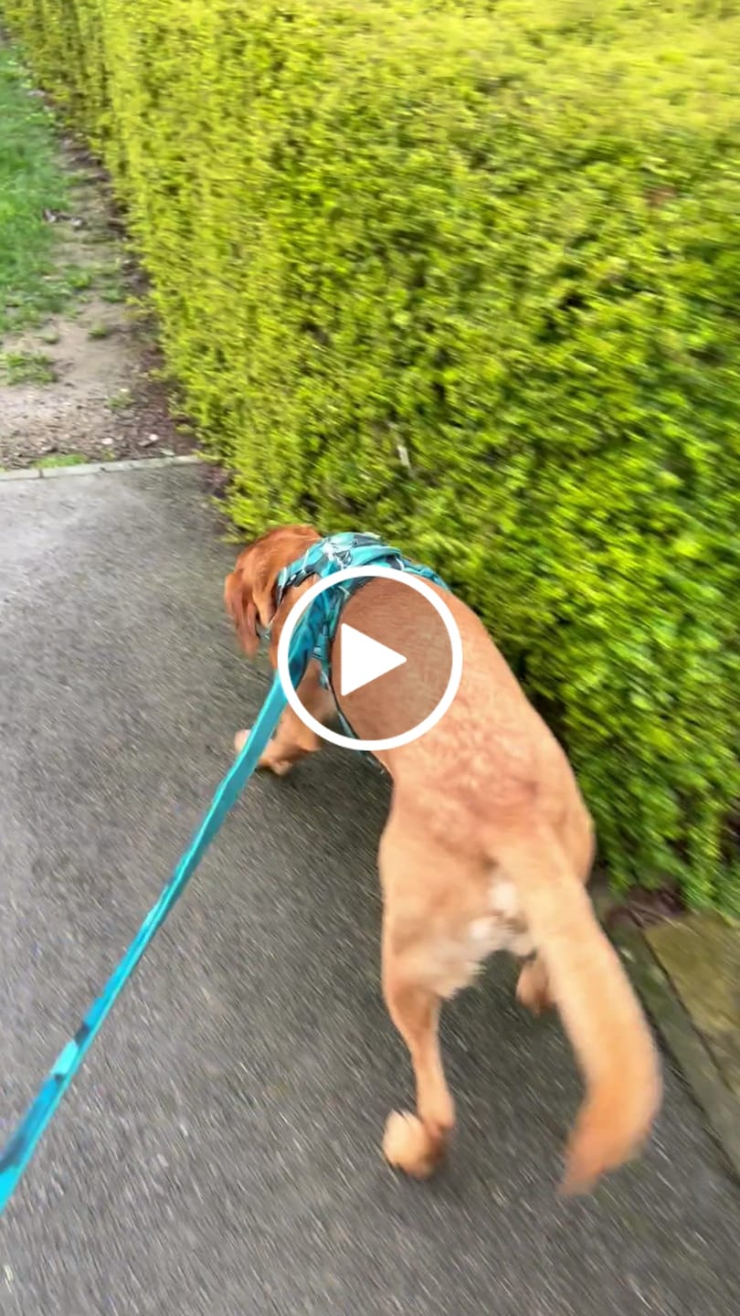 Customer video review of Close Control Lead