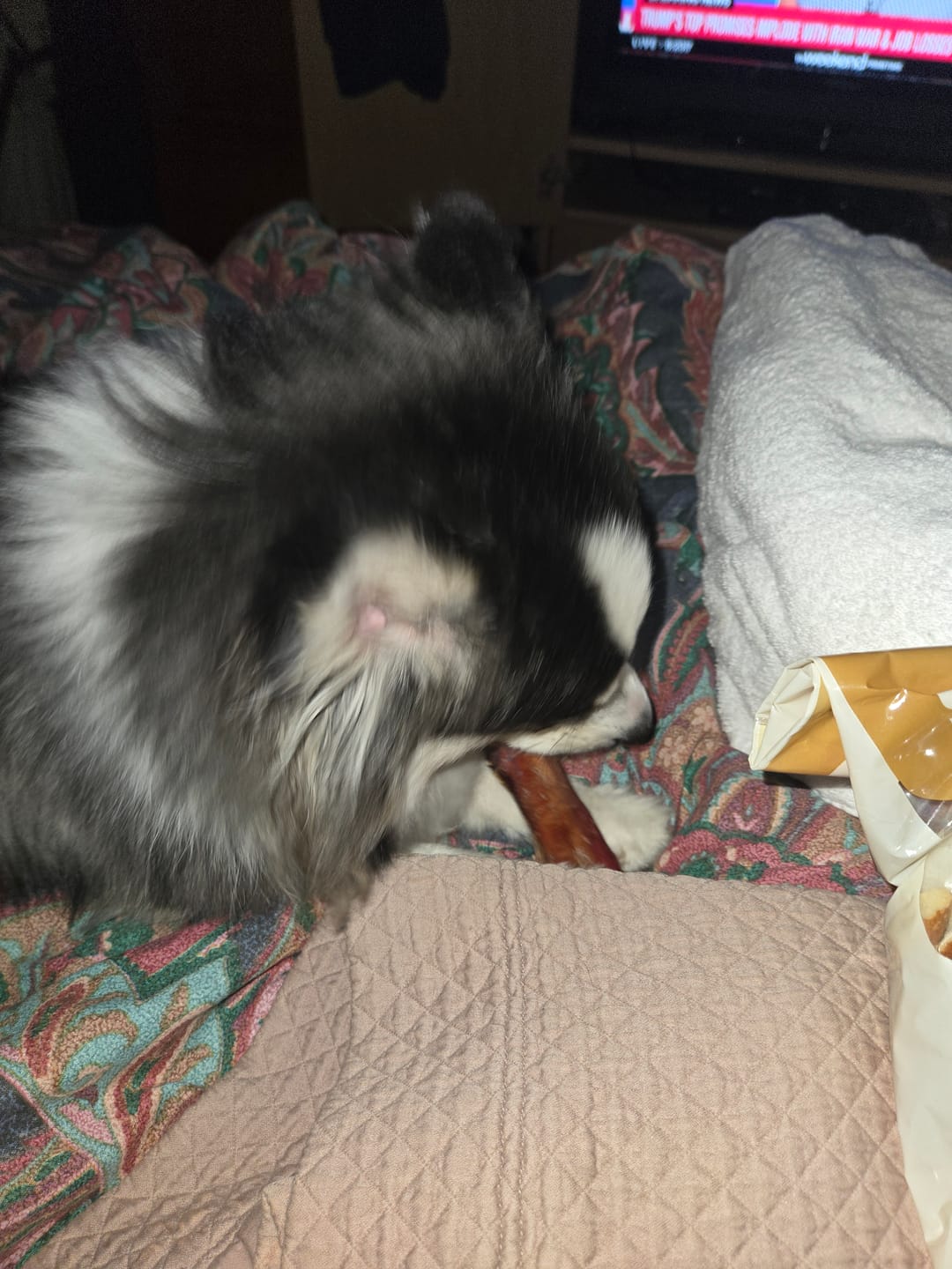 Customer photo review of Regular Bully Sticks