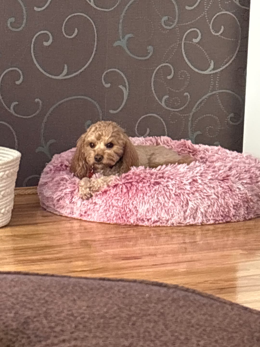 Customer photo review of Calming Pet Bed with Removable Cover