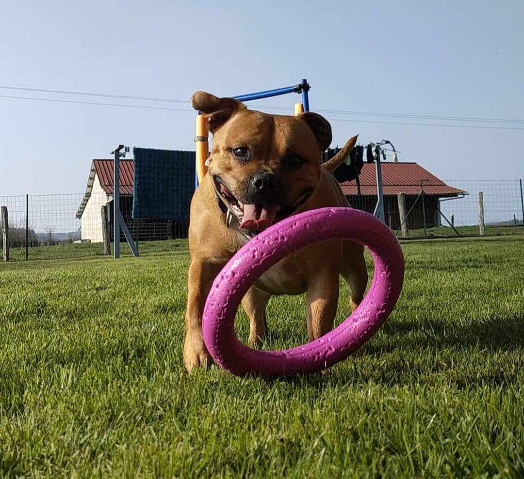 Customer photo review of Staffordshire Bull Terrier 1935® Pull Ring - Pink - 1pc