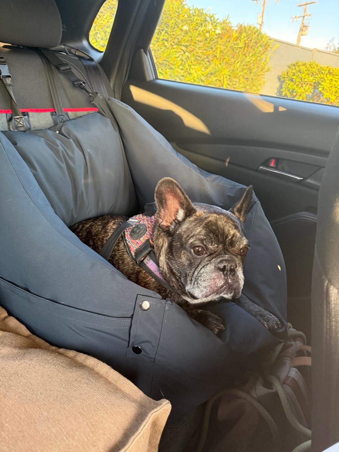 Customer photo review of Cama para auto gris gráfito