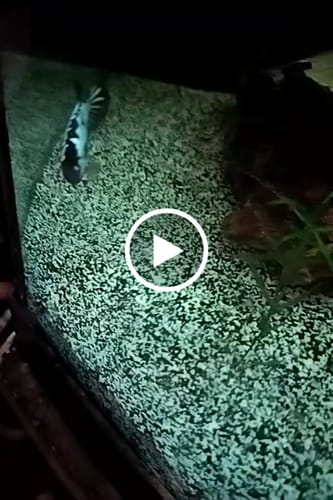 Customer video review of Black Samurai Female Betta Fish