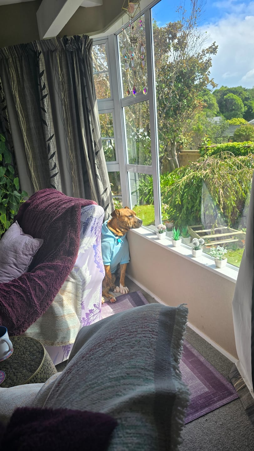 Customer photo review of Essential Dog Hoodies