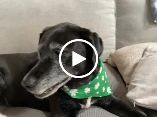 Customer video review of Fresh Breath, Strong Gums, and Clean Teeth with the DE-01™ Dental Dogbiotic