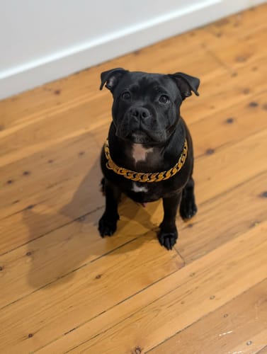 Customer photo review of Rogue Gold Chain (25mm Width)