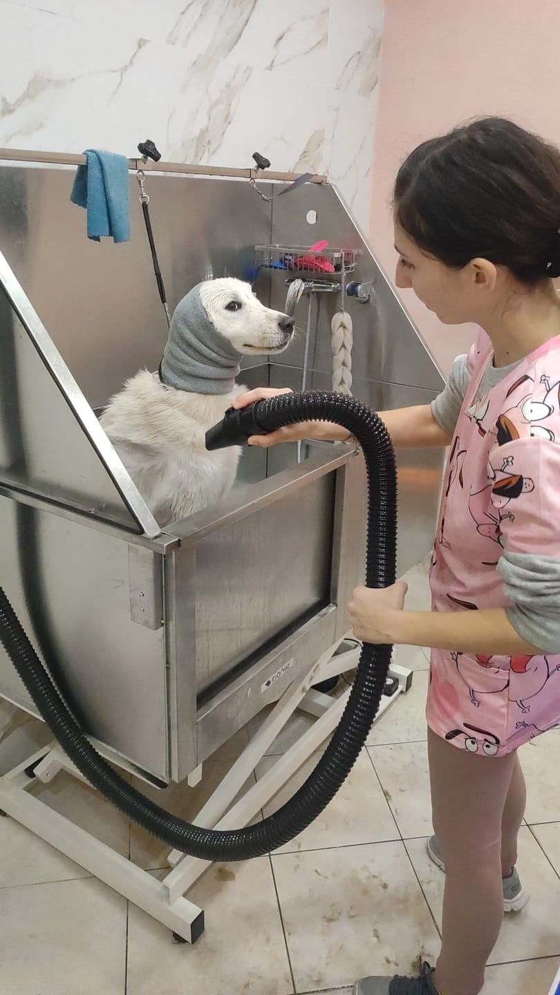 Customer photo review of Happy Hoodie paraorecchie antirumore per gatti e cani