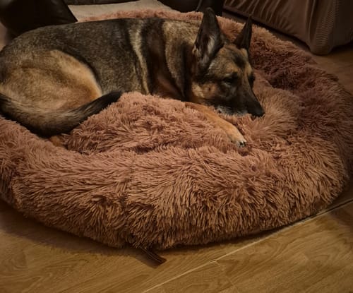 Customer photo review of Belune® Hundebett mit waschbarem Bezug