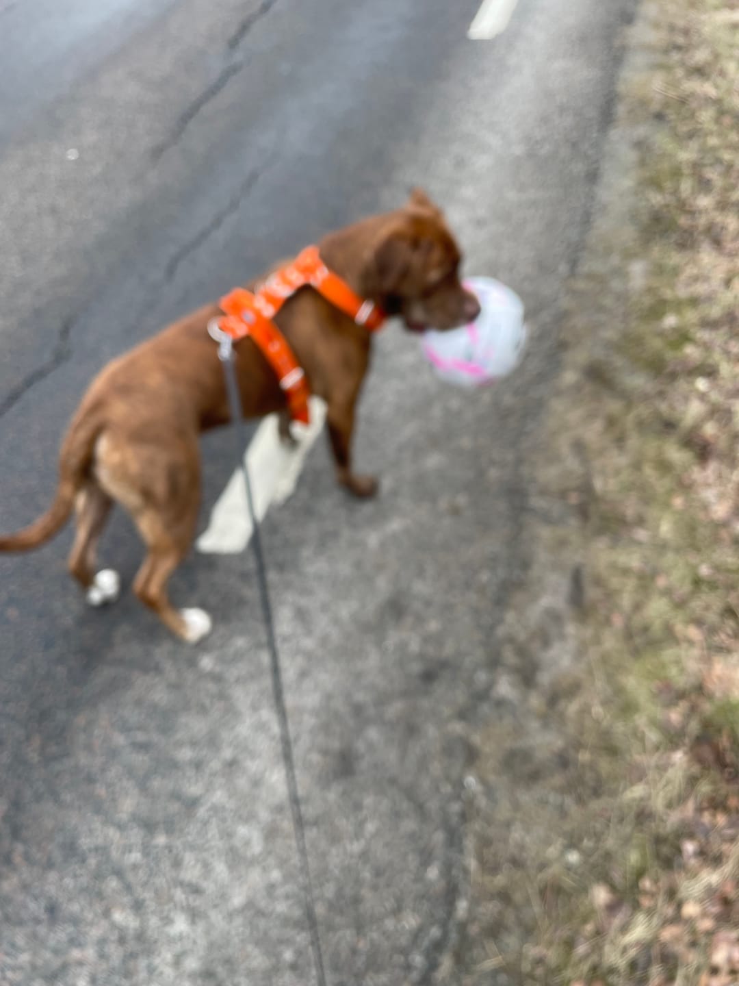 Customer photo review of Hundsele med namn
