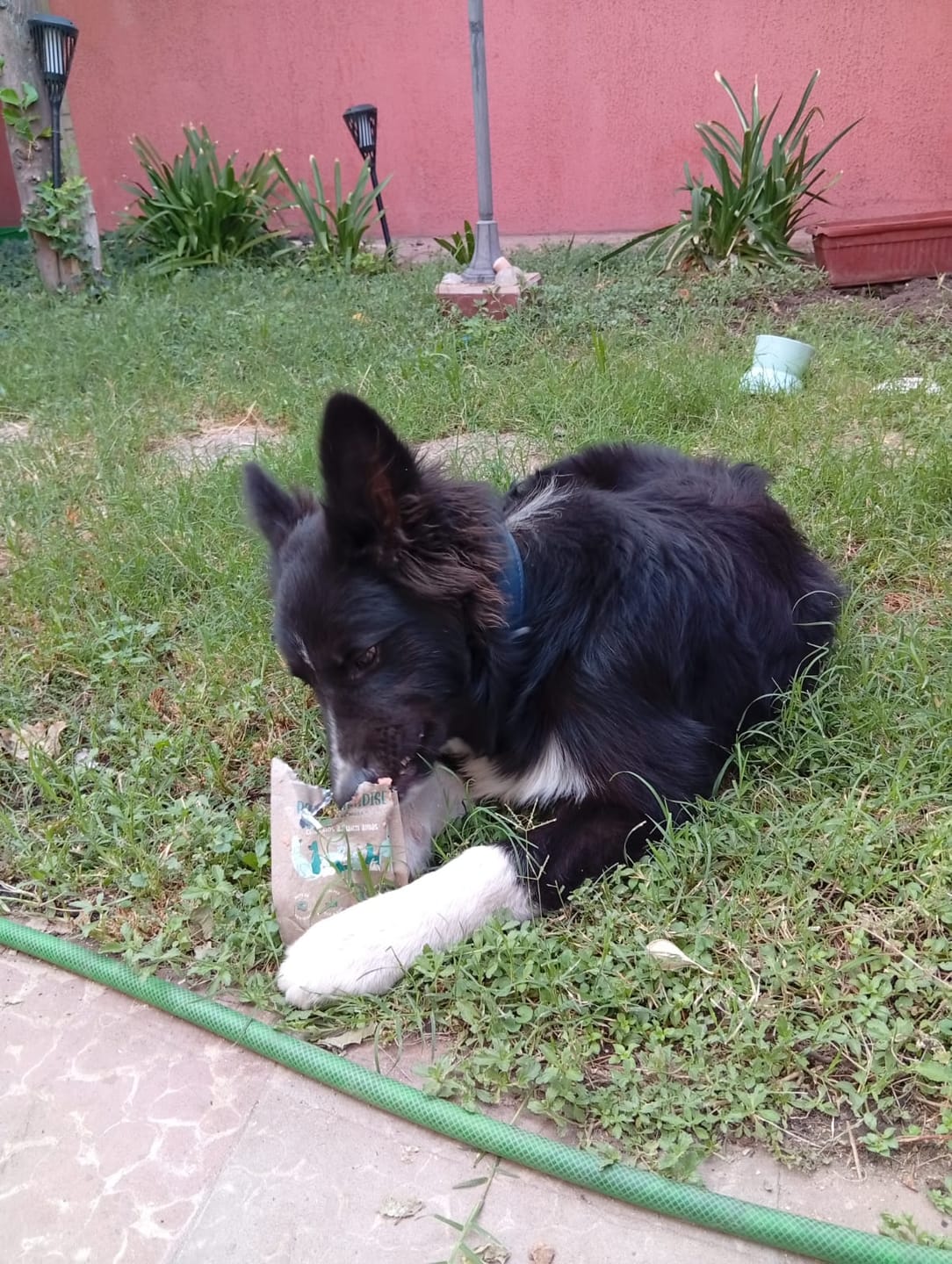 Customer photo review of Pork Paradise Perros