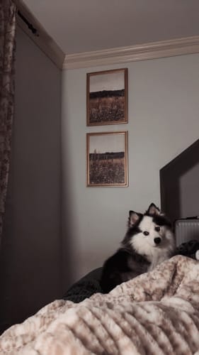 Customer photo review of Snow Leopard Minky Blanket