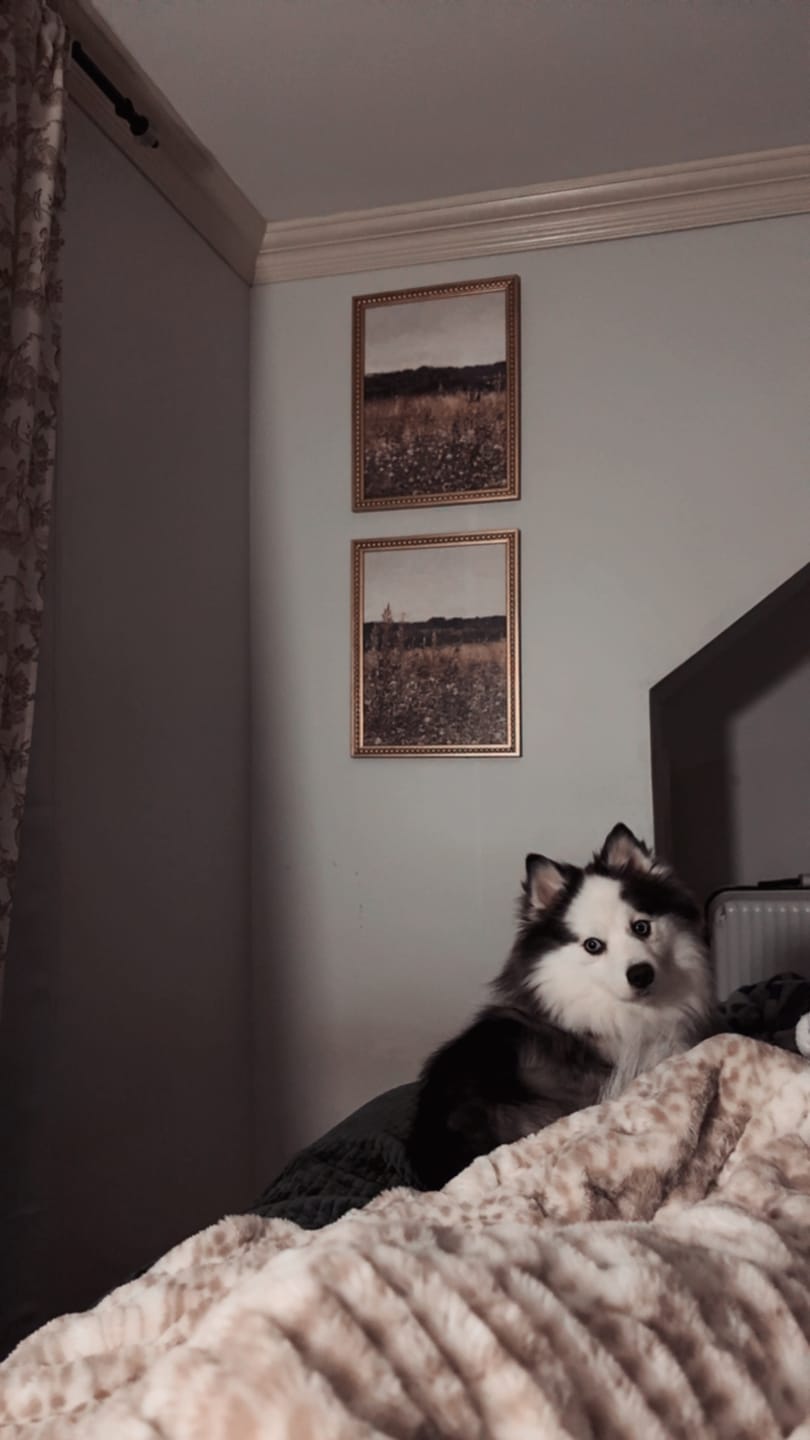Customer photo review of Snow Leopard Minky Blanket