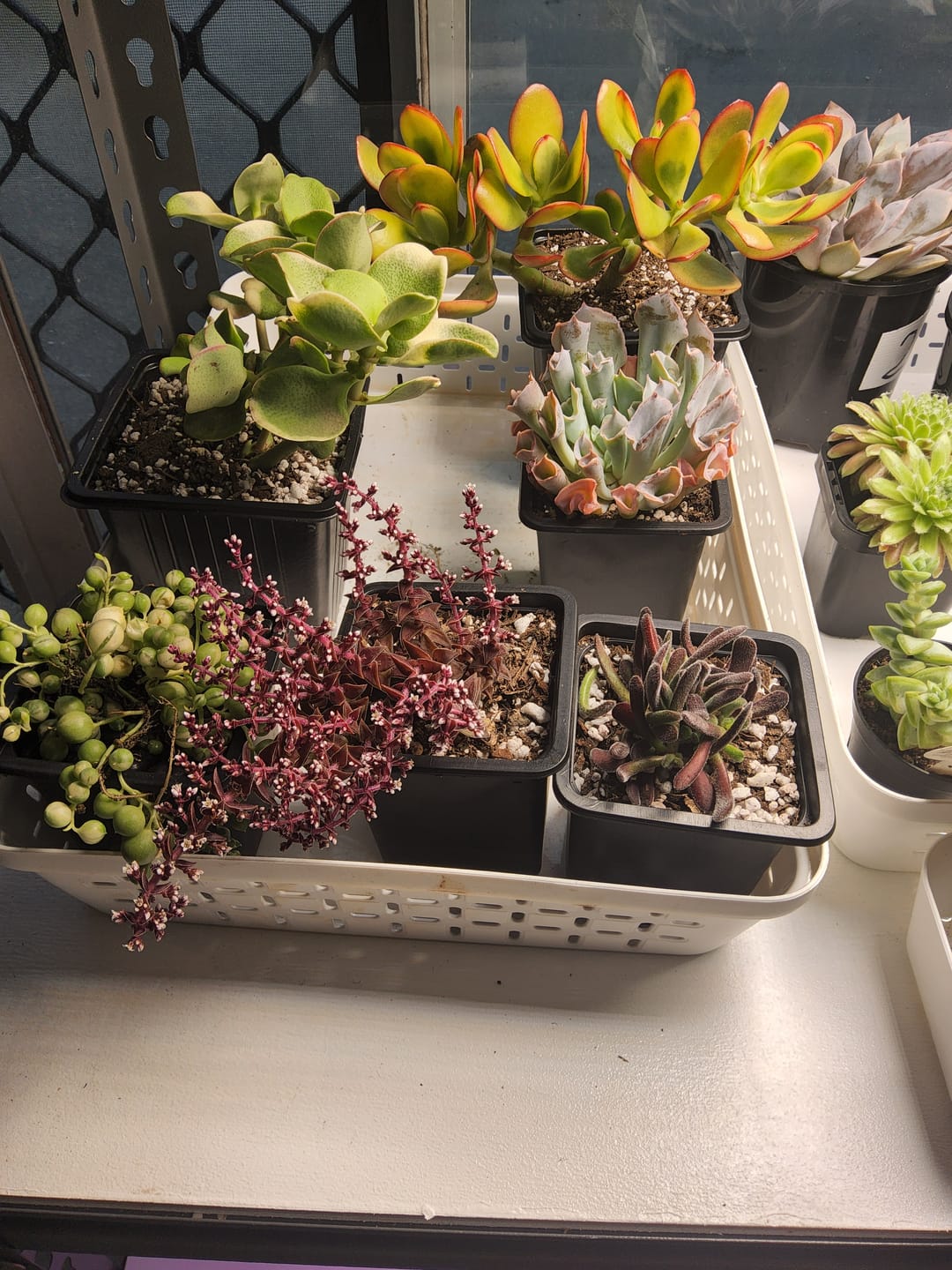 Customer photo review of Crassula multicava Variegated