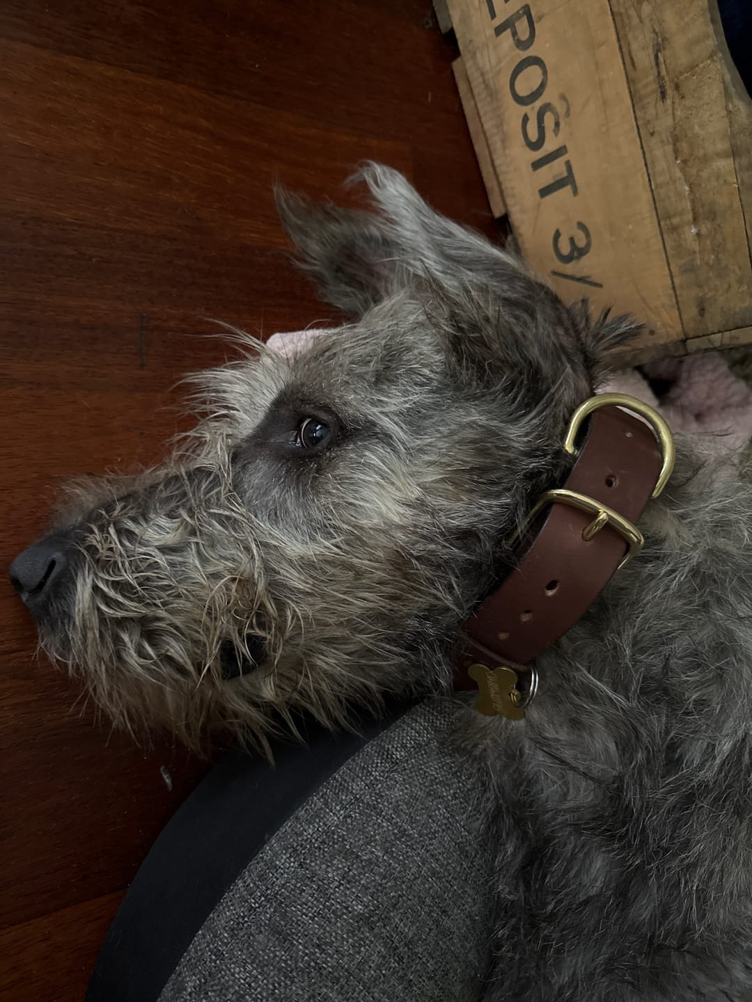 Customer photo review of BIG Dog Collar