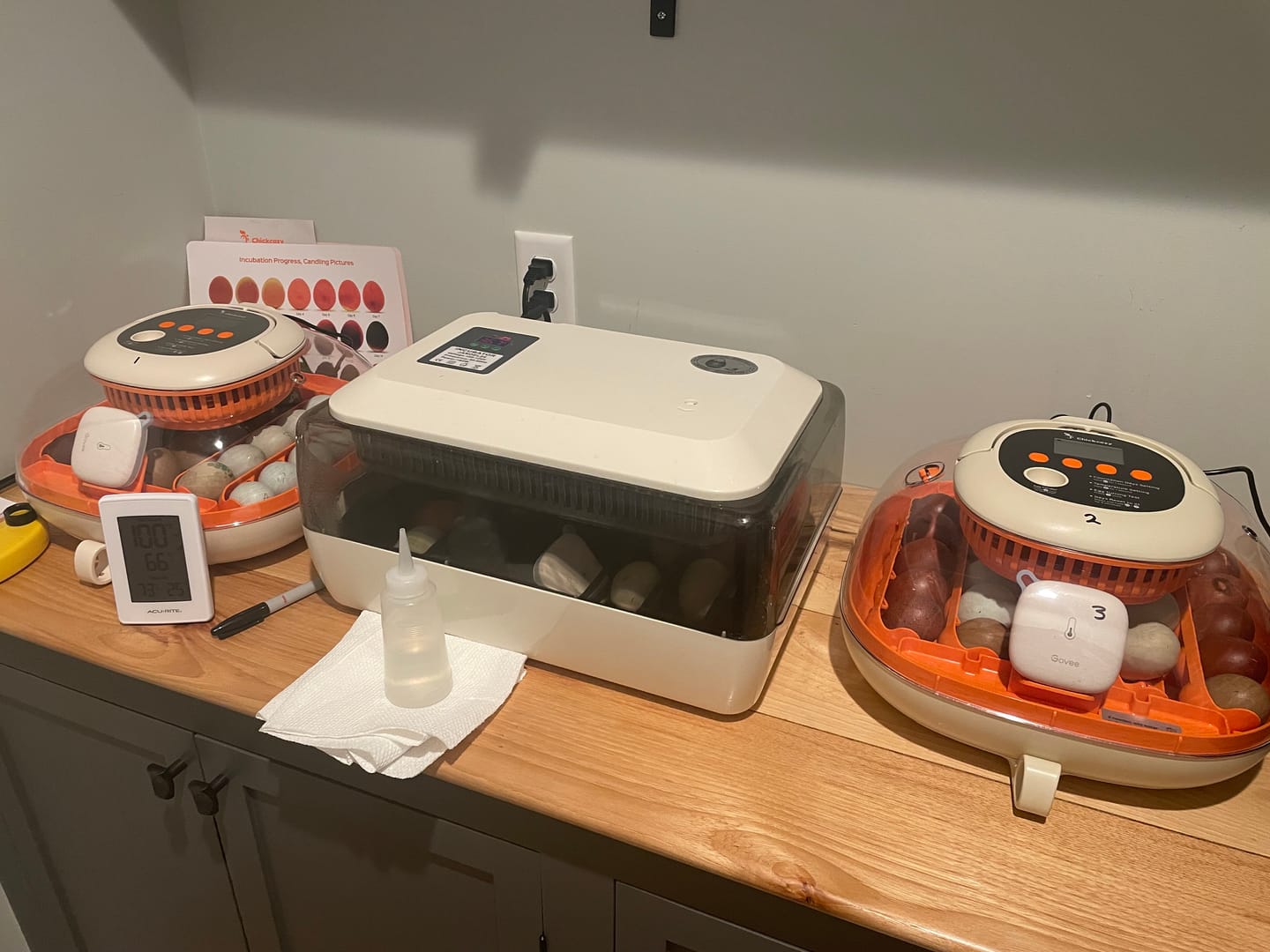 Customer photo review of Egg Incubator -25 Egg Capacity