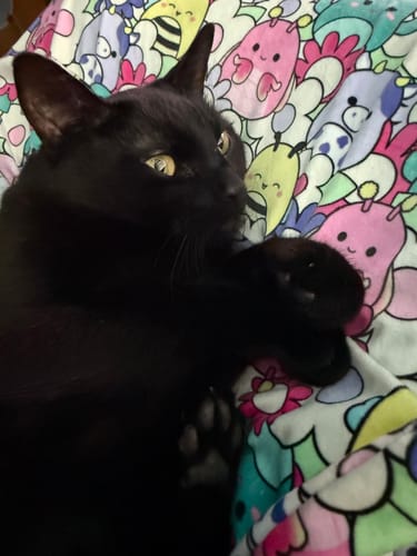 Customer photo review of Cloud Cooling Pillow Case