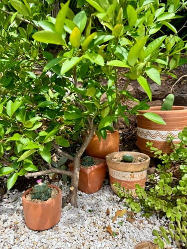 Customer photo review of Trichocereus Bridgesii Monstrose | Long Form | Type A | Penis Cactus