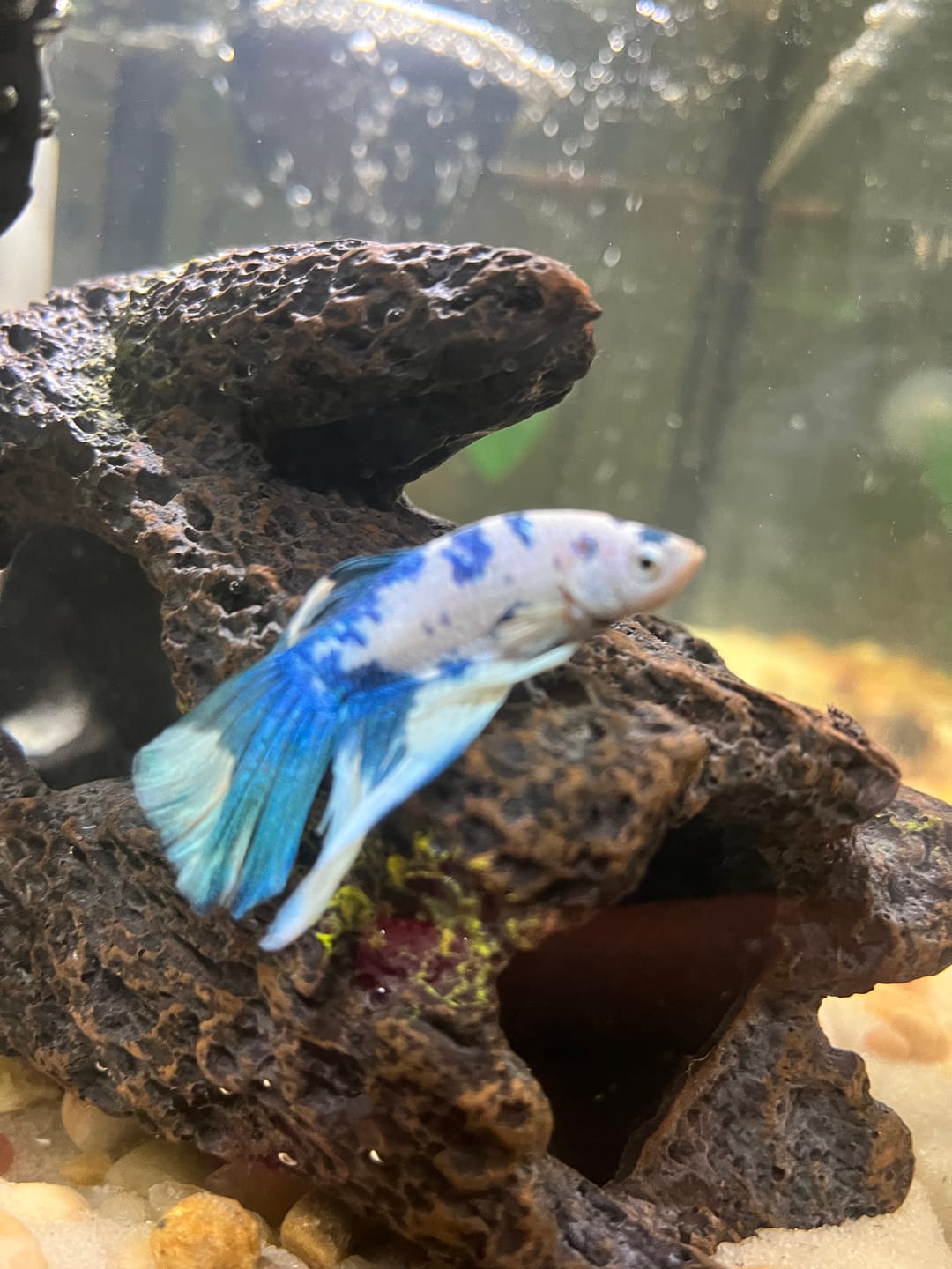 Customer photo review of Blue Marble Dot Halfmoon Male Betta Fish | Grower Pick