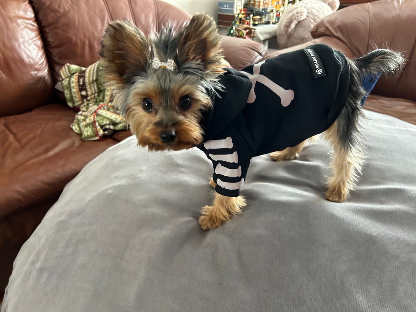 Customer photo review of "WOOF" Dog Hoodie - Black & Reflective