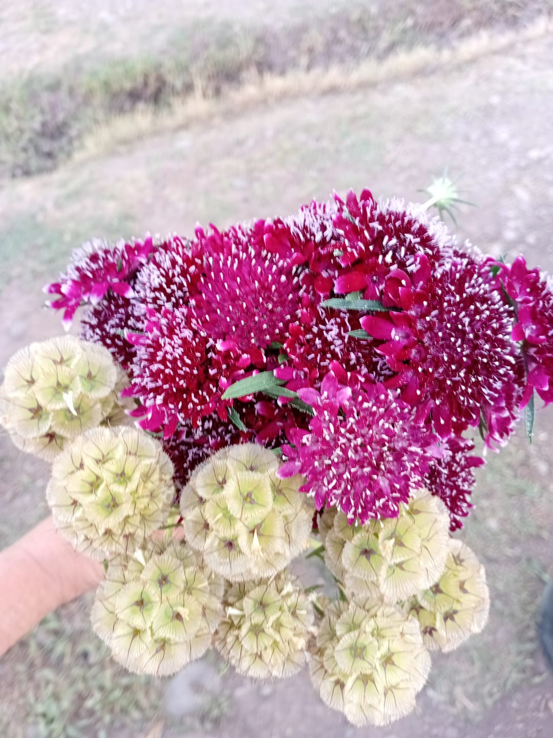 Customer photo review of Semillas Scabiosa Paper Moon