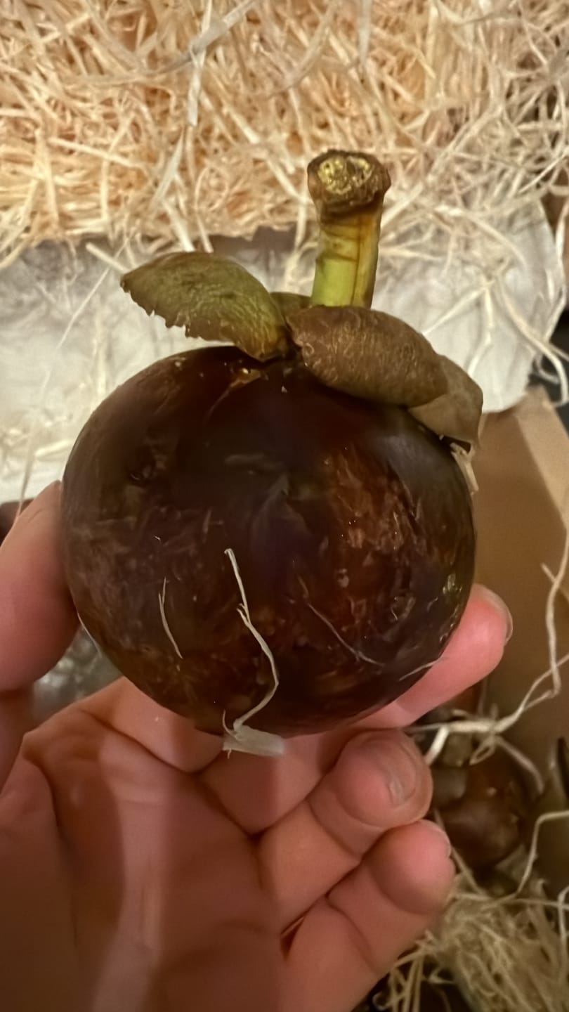 Customer photo review of Mangostan naturbelassen Aktionswoche %