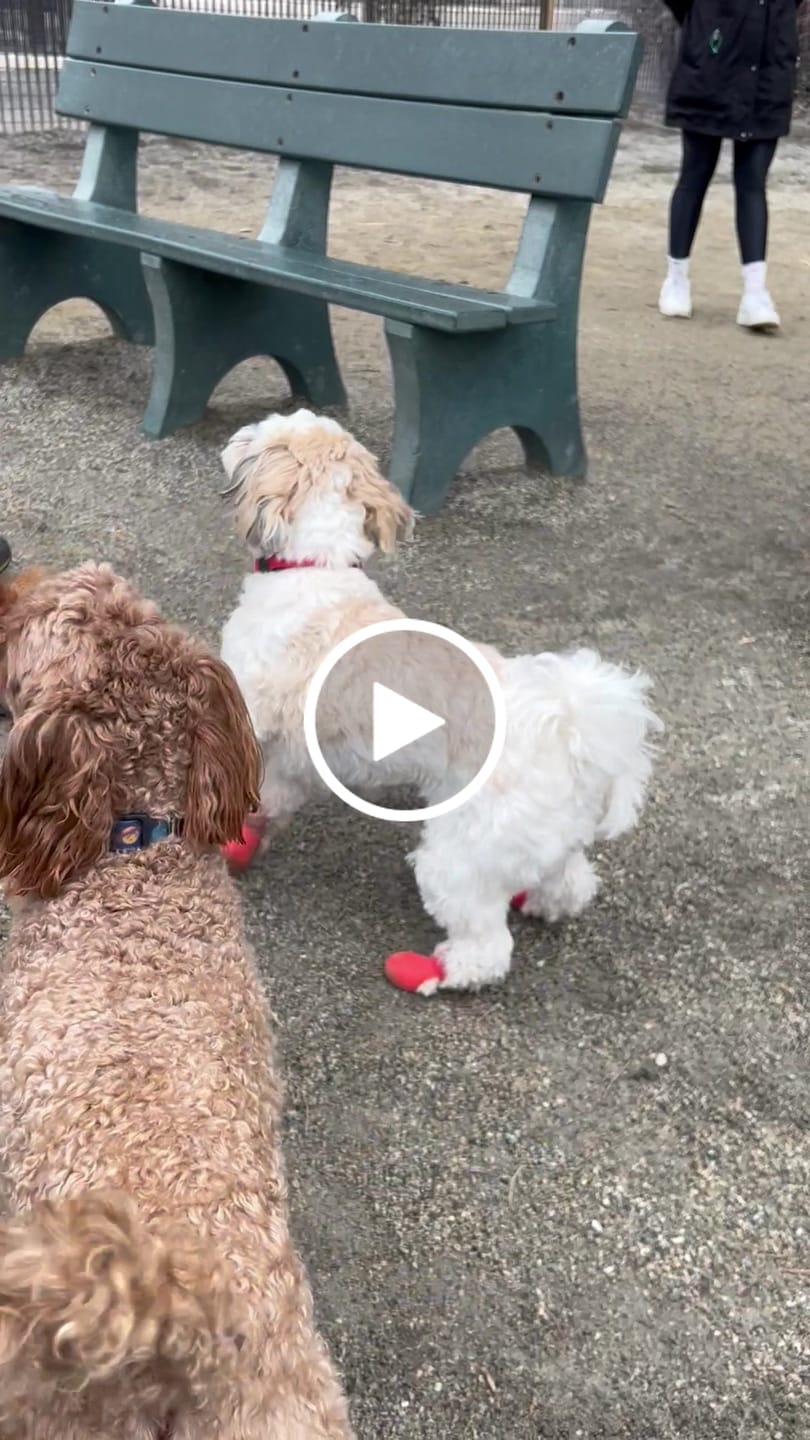 Customer video review of WagWellie® Single