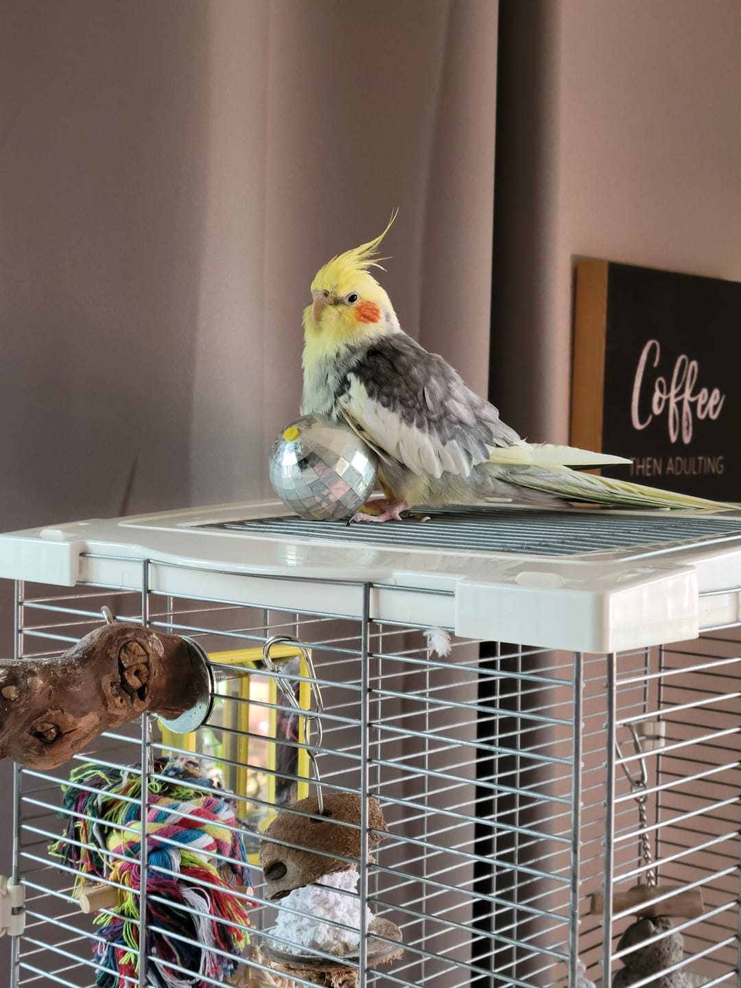 Customer photo review of Bird Bites Freeze Dried Chop - Choose Your Flavor!