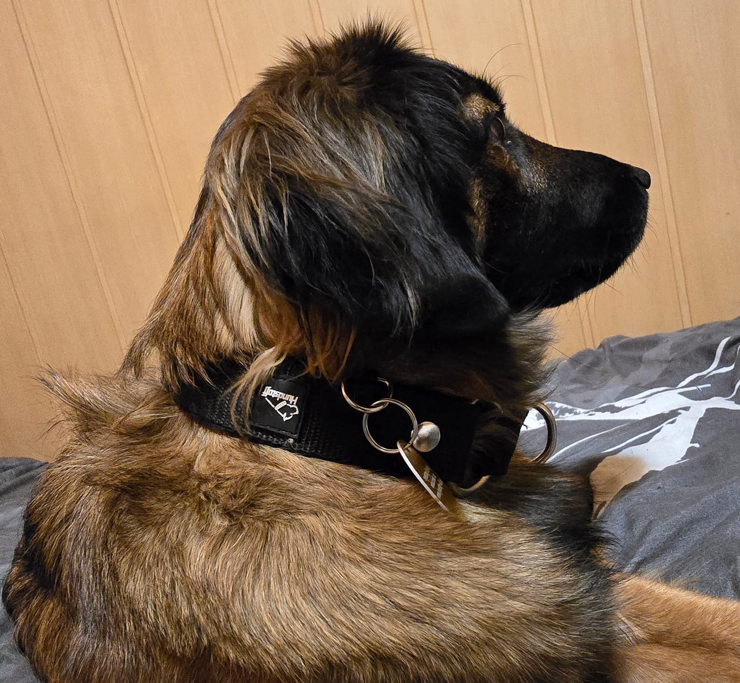 Customer photo review of Szeroka obroża półzaciskowa - Martingale Czarna