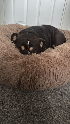 Customer photo review of Calming Donut Bed - Mocha