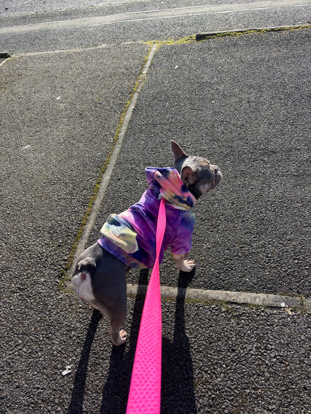 Customer photo review of Velvet Dog Hoodie - Berry Lemonade