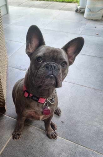 Customer photo review of Rogz Utility Control Collar Chain