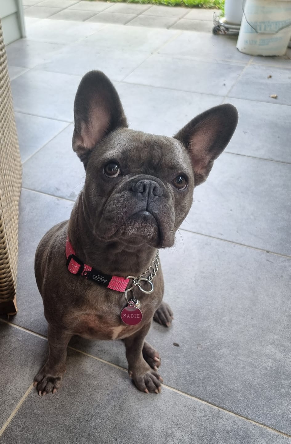Customer photo review of Rogz Utility Control Collar Chain
