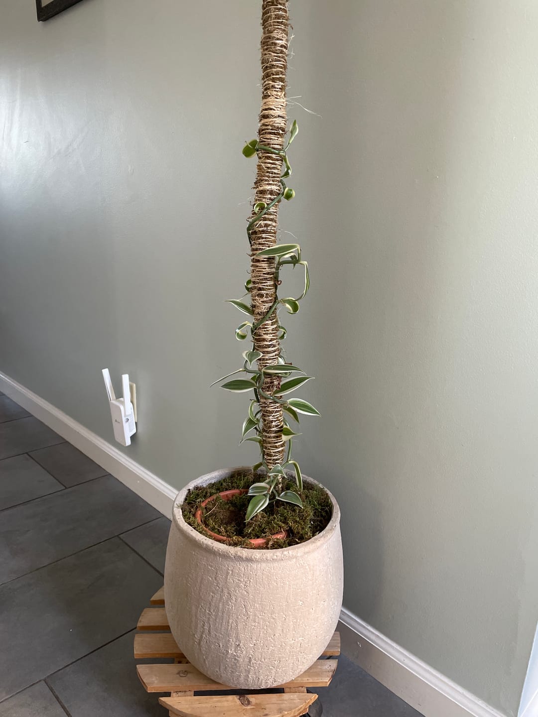 Customer photo review of The Bendable Moss Pole™ 𝘛𝘏𝘐𝘕