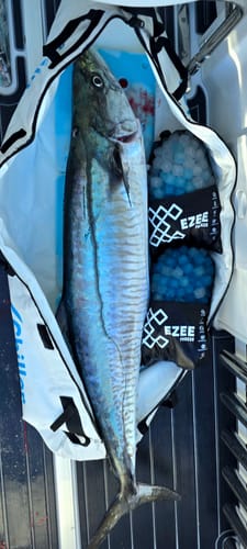 Customer photo review of Mega Freeze | Blue Ice | 5kg Black Bag