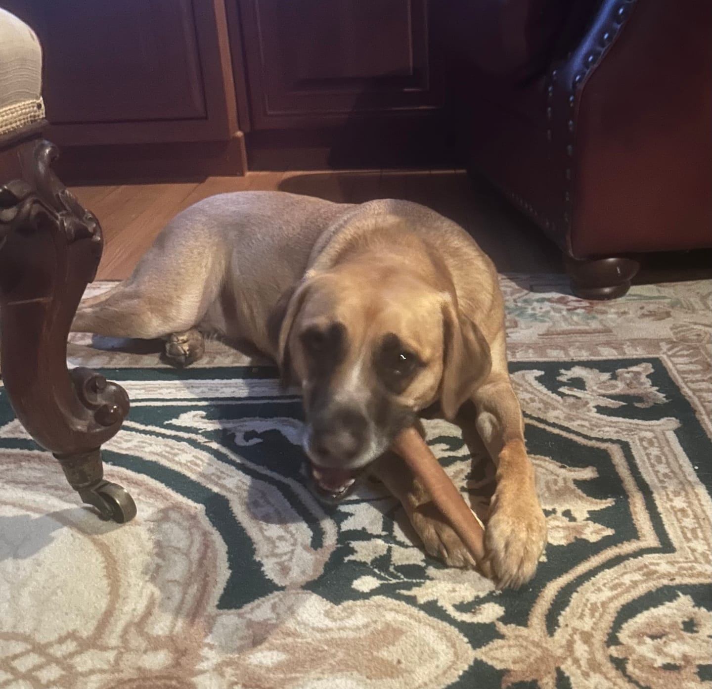 Customer photo review of Himalayan Yak Cheese Chew Dog Treat